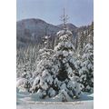 Christmas and New Year Greetings Card Germany p...