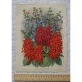1939 Amateur Gardening illustration - Salvias f...