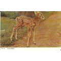 Animals FOREST BABY DEER Postcard (Harvey Barto...