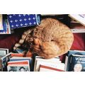 Shop Cat at Bikini Beach Books Bookstore Cape T...