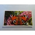 1983 Grandee British Butterflies Card # 11 of 3...