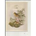 YELLOWHAMMER (John Gould) Postcard by Athena (9...