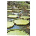 GIANT WATER LILIES, MAURITIUS used postcard 198...