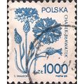 POLAND, FLOWERS: Cornflower, Centaurea cyanus b...