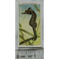 1938 Wills The Sea-Shore No. 6 Sea Horse