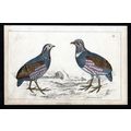 LARGE-FOOTED PARTRIDGE 1850 Birds Oliver Goldsm...