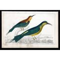 RED-WINGED & BLUE-HEADED BEEATERS 1850 Birds Ol...