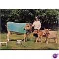 Vintage N.P.O. Postcard 1976 - 'Jersey Cows' - ...