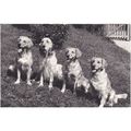 4 Dog sitting together Postcard (An1019)