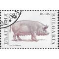 BULGARIA, MAMMAL, Pig, Sus scrofa domestica, wh...