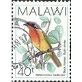 MALAWI, BIRD, Black-fronted bushshrike, light g...