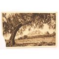 vintage postcard Les Baux Chateau Ruins
