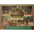 THE NEW FOREST, multiview used postcard, by J. ...