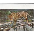 Jaguar Postcard unused crease