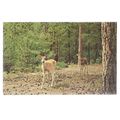 WHITE TAIL DEER, .unused American vintage postc...