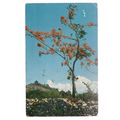 FLAMBOYANT TREE, PUERTO RICO used postcard 1957...