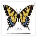 Eastern Tiger Swallowtail Butterfly Back of TEN...