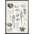ASCIDIA 1883 Genus Tunicates Marine Invertebrat...