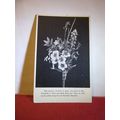 A GLASS BOUQUET OF FLOWERS vintage postcard War...