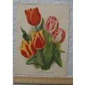 1939 Amateur Gardening illustration - Early Flo...