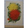 1939 Amateur Gardening illustration - Two Semi-...