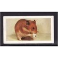 HORNIMANS PETS GOLDEN HAMSTER No 16 Mint