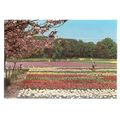 BLOEMENLAND, LAND OF FLOWERS, HOLLAND ... unuse...