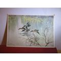 PASSING SPRING by Vernon Ward unused postcard M...