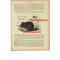 Black Rat, Book Illustration (Print), 1896