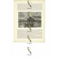 Arabs Fishing On The Red Sea, Book Illustration...