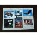 USA Wildlife Abounds in Alaska used colour post...