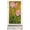 1989 Grandee Britain's Wild Flowers No. 29 Musk...