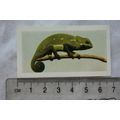 1960 Horniman's Tea card Pets No. 43 Chameleon