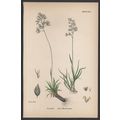 ALPINE MEADOW-GRASS 1872 John Edward Sowerby PL...