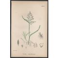 ANNUAL MEADOW-GRASS 1872 John Edward Sowerby PL...