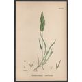 AWNED NIT-GRASS 1872 John Edward Sowerby PLANT ...