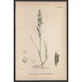 CREEPING SEA MEADOW-GRASS 1872 John Edward Sowe...