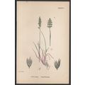 CRESTED HAIR-GRASS 1872 John Edward Sowerby PLA...