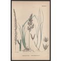 NARROW SMALL-REED, VAR. A 1872 John Edward Sowe...