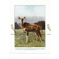 Female Kudu, Book Illustration (Print), c1925