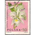 POLAND, FLOWERS, Warscewicz's Cattleya, pink 19...