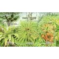 Fern Flower Plant Of Malaysia 2010 Flora (minia...