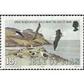 ISLE O MAN, BIRD, Great Black-backed Gull, Calf...