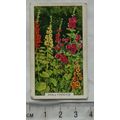 1938 Gallaher's Garden flowers No. 15 Hollyhocks