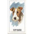 Dogs Heads 1963 G.P. Tea Card 1 - Wire-Haired F...