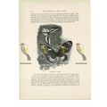 Schoenbergia Paradisea, Animal Book Illustratio...