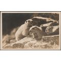 Ein Paar Alpenmurmeltiere, c.1920s - Flury Foto-AK