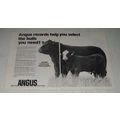 1984 American Angus Association Ad - Select the Bulls