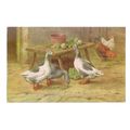 GEESE used postcard by J. Salmon 1984 postmark #