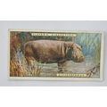 1924 Players Natural History card No. 23 Hippop...